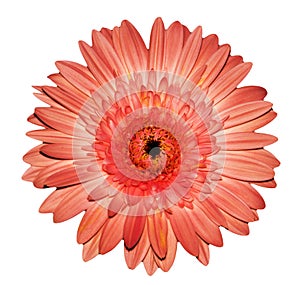 Pink gerbera isolated on white background