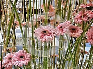 Pink Gerbera jamesonii at Flower Expo 2024 - Sun Plaza mall