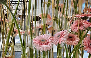 Pink Gerbera jamesonii at Flower Expo 2024 - Sun Plaza mall