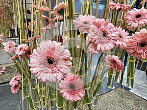 Pink Gerbera jamesonii at Flower Expo 2024 - Sun Plaza mall photo
