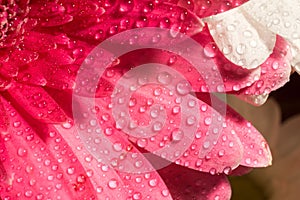 Pink Gerbera Macro