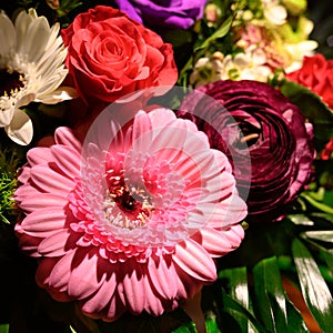 Pink gerbera in multicolored blooming spring flower bouquet with red rose buttercup and white gerbera.