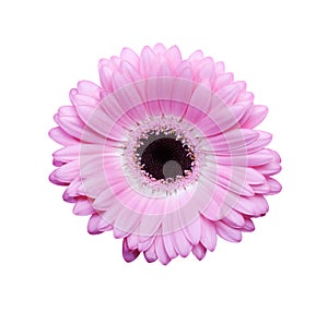 Pink gerbera with path