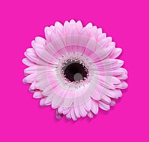 Pink gerbera with path