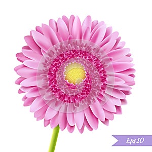 Pink gerbera single flower