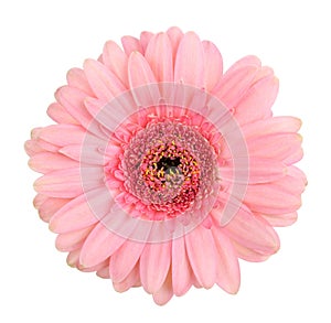 Pink gerbera  single flower  isolated macro