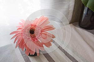 Pink Gerbera on the table was decorated to look beautiful.