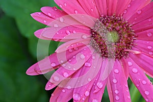 Pink Gerbera with Water Drops