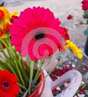 Pink Gerbra flower