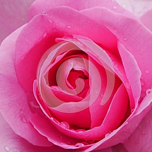 Pink Gertrude Jekyll Rose