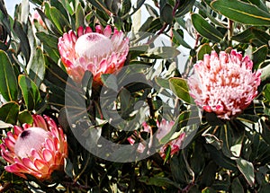 Pink giant or king protea flowering plant