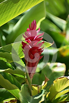 Pink Ginger Blossom and Green Leaves