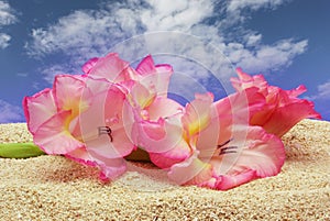 Pink Gladiolas on Sand With Blue Sky Background