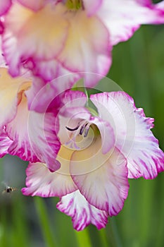 Pink gladiolus flower in closeup