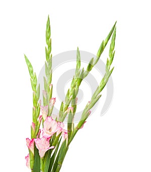 Pink gladiolus