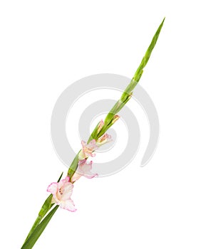 Pink gladiolus