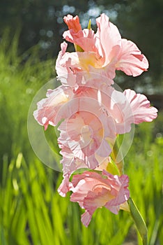 Pink Gladiolus