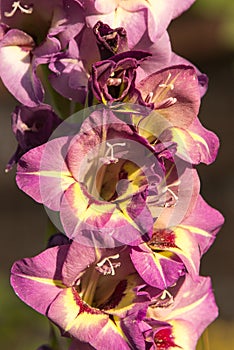 Pink gladiolus