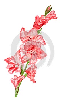 Pink gladiolus