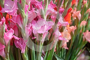 Pink gladiolus