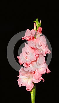 Pink gladiolus closeup