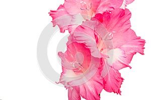 Pink gladiolus flower isolated on white background