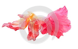 Gladiolus flower isolated on white digital painting