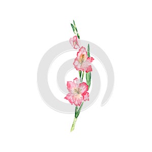 Pink gladiolus flower. Watercolor illustration isolated on white background.