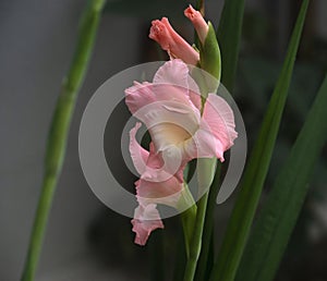 Pink Gladiolus flowers