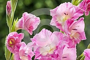 Pink gladiolus flowers