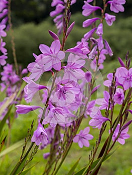 pink gladiolus flowers in a garden with blurred background