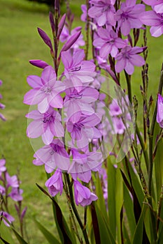 pink gladiolus flowers in a garden with blurred background