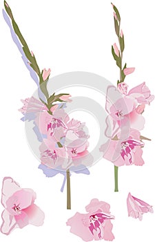 Pink gladiolus flowers illustration