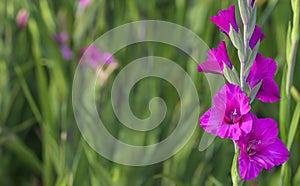 pink gladiolus in garden close up