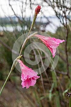 Pink Gladiolus `Gladiolus caryophyllaceus` in Western Australia