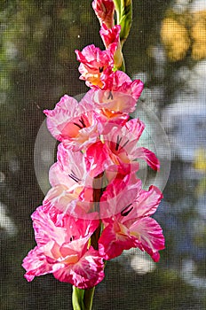 Pink Gladiolus imbricatus flower, close up