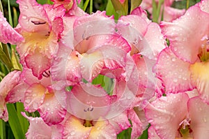Pink gladiolus, raindrops on flower. Spring Garden with gladiolus