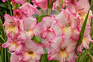 Pink gladiolus, raindrops on flower. Spring Garden with gladiolus