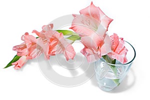 Pink gladiolus on white