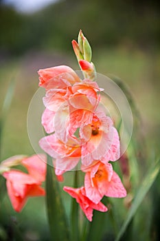 Pink gladioluses