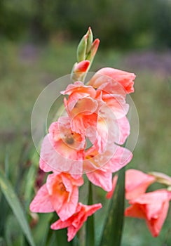 Pink gladioluses