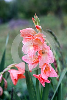 Pink gladioluses