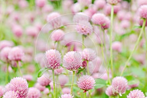 Pink Globe Amaranth flower