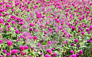 Pink Globe Amaranth flowers (Gomphrena globosa)