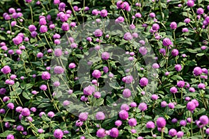 Pink Globe Amaranth flowers (Gomphrena globosa)