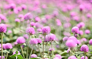 Pink Globe Amaranth flowers (Gomphrena globosa)