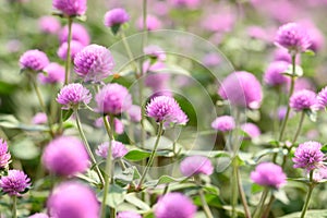 Pink Globe Amaranth flowers (Gomphrena globosa)