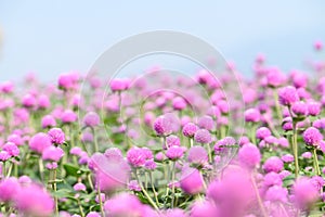 Pink Globe Amaranth flowers (Gomphrena globosa)