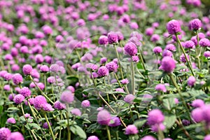 Pink Globe Amaranth flowers (Gomphrena globosa) blooming in garden