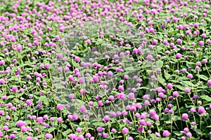 Pink Globe Amaranth flowers (Gomphrena globosa) blooming in garden